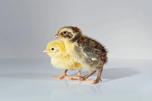 Quail Chicks — Stock Photo, Image