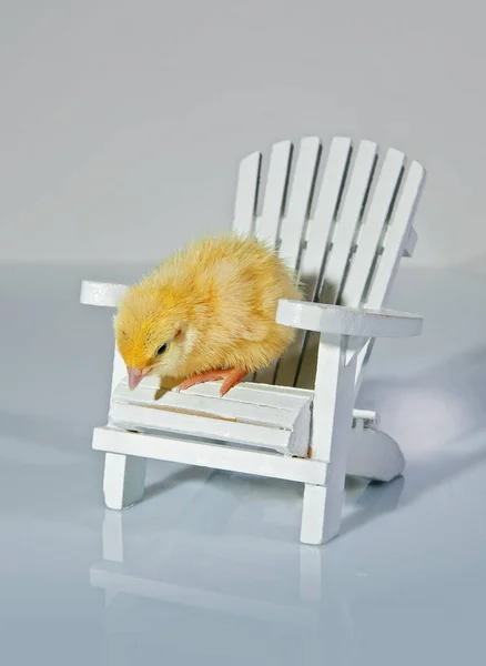 Quail Chick — Stock Photo, Image