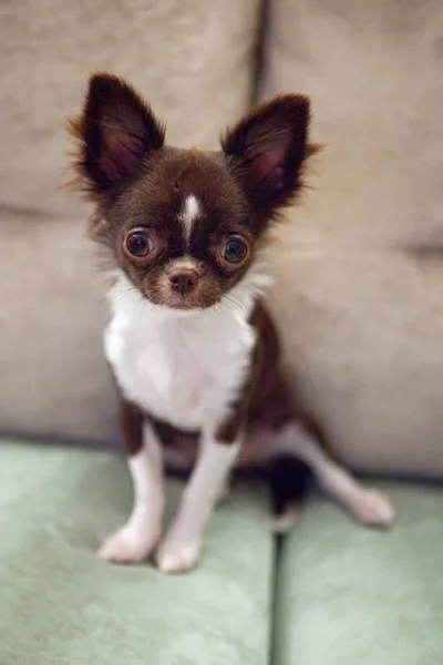 Cãozinho Chihuahua — Fotografia de Stock