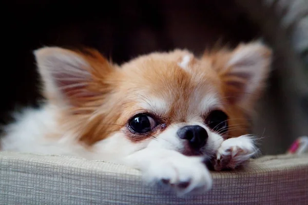 Chihuahua — Fotografia de Stock