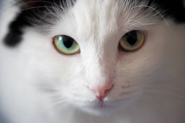 Weiße Katze — Stockfoto