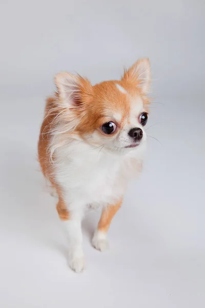 Chihuahua — Stock Photo, Image