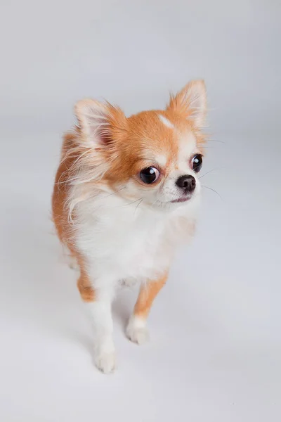 Chihuahua Stock Kép