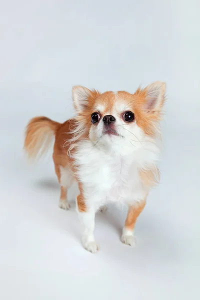 Chihuahua — Stockfoto