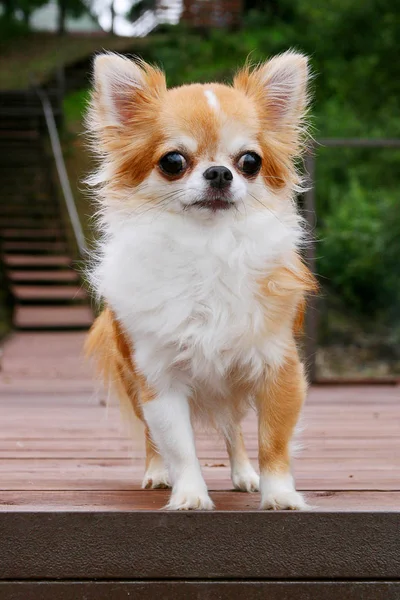 Chihuahua — Stockfoto