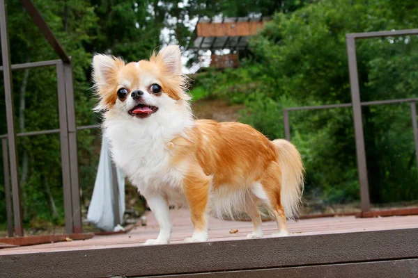 Chihuahua — Fotografia de Stock