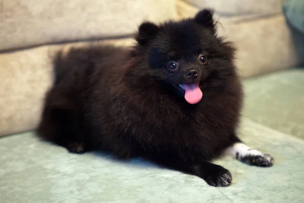 Pomeranian köpek yavrusu — Stok fotoğraf