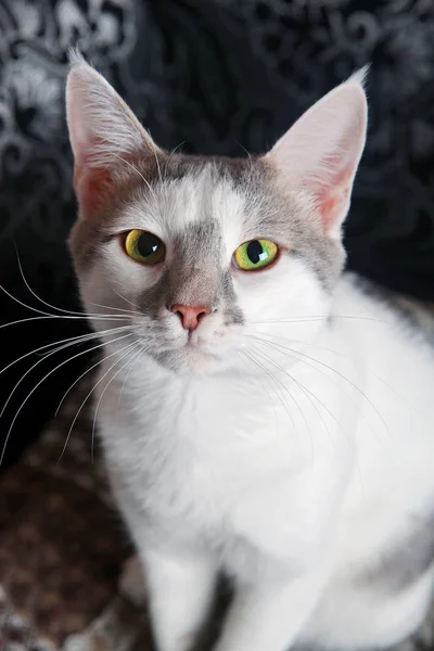 Gato de pestañas blancas — Foto de Stock