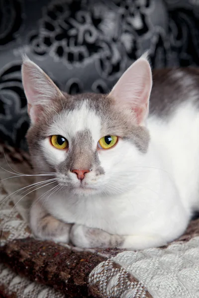 Witte-tabby kat — Stockfoto