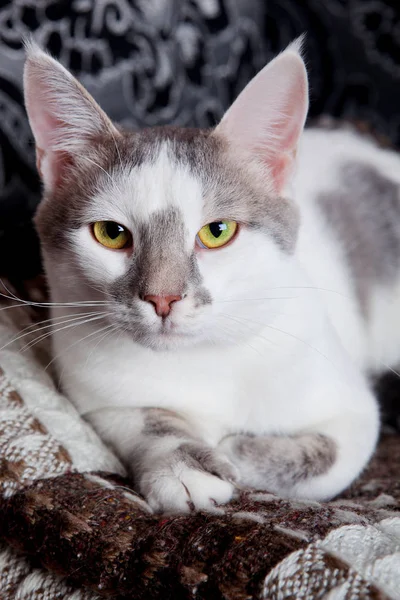 Gatto bianco-tabby — Foto Stock