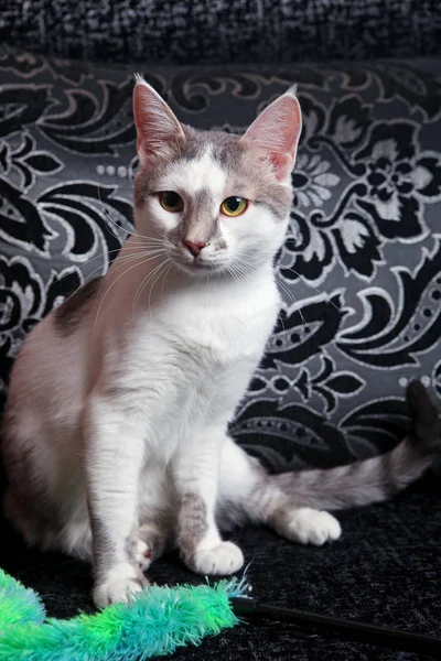 Weiß-gestromte Katze — Stockfoto