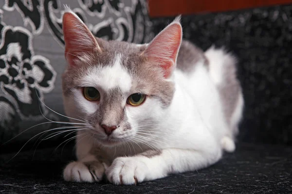 White-tabby cat — Stock fotografie