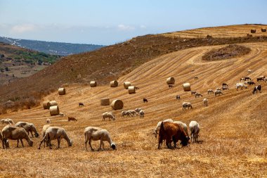 Çiftlik keçileri ve koyunları otlakta besleniyor.