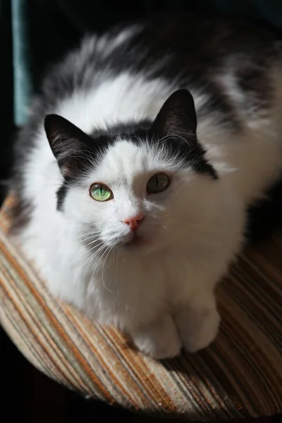 Eine Süße Weiße Und Schwarze Katze Mit Grünen Augen Portrait — Stockfoto