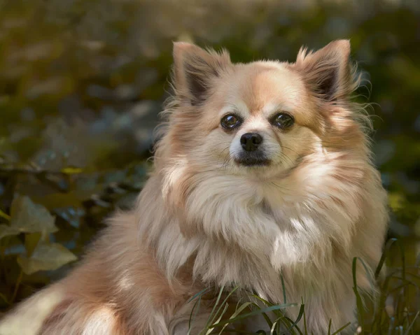 Ανοιχτό Καφέ Θηλυκό Chihuahua Ζεστό Φως Κατά Πράσινο Φόντο Bokeh — Φωτογραφία Αρχείου