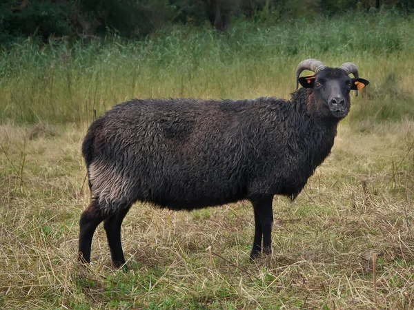 Moutons Noirs Hébridiens Dans Prairie Isolé — Photo