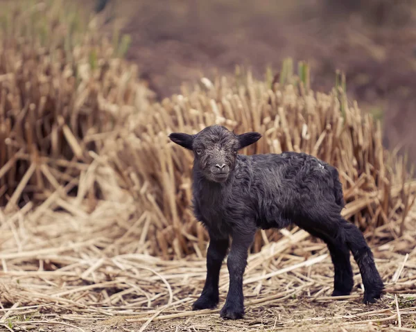 Młody Czarny Mężczyzna Ouessant Owca Jagnięcina — Zdjęcie stockowe