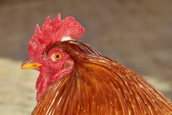 Fechar Cabeça Galo Vermelho — Fotografia de Stock