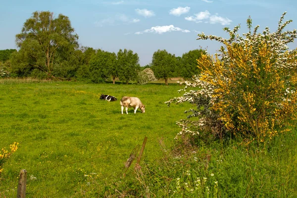 Пасторский Сельский Вид Коровами Лугу Голубым Небом — стоковое фото