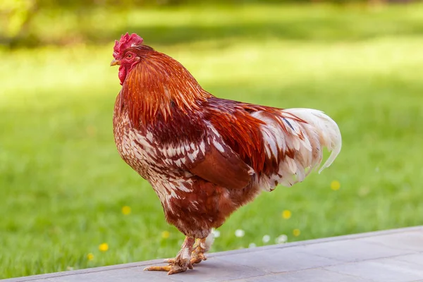 暖かい緑の背景にカラフルな赤い鶏の完全なショットを隔離 — ストック写真