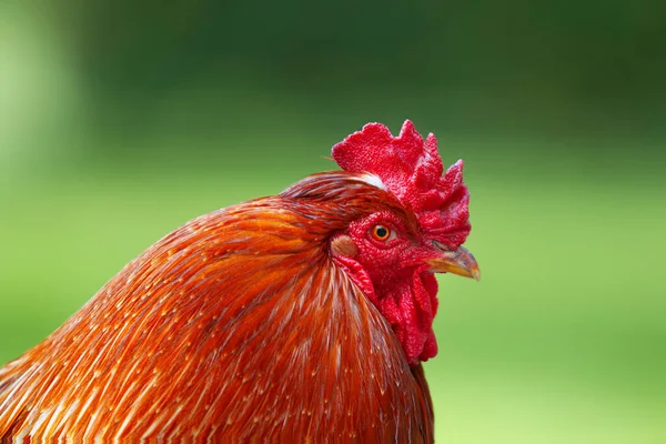 Close Headshot Red Rooster Green Background — Stock Photo, Image