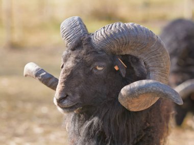 Siyah erkek portresi, boynuzlu koyunlardan daha uzun.