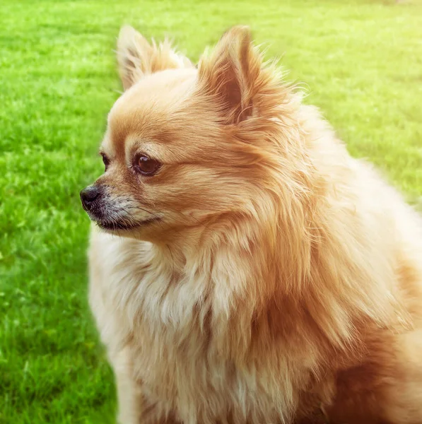 Retrato Una Hembra Chihuahua Marrón Luz Del Sol Caliente Sobre —  Fotos de Stock