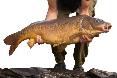 Ayrı bir adam beyaz bir arka plana karşı elinde büyük bir sazan balığı tutuyor.   