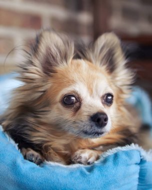 Dişi Chihuahua 'nın dinlenme fotoğrafı.