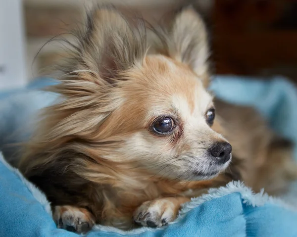 Testa Chihuahua Femminile Riposo — Foto Stock