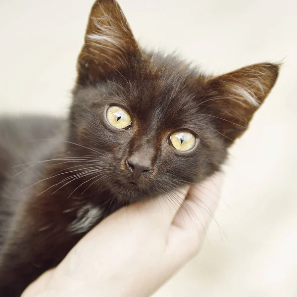 Closeup Portrait Cute Young Black Cat Held Hand — Stock Photo, Image