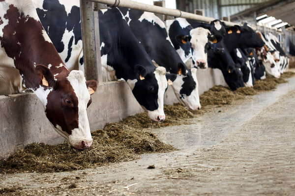 Cows eating in a farm stable