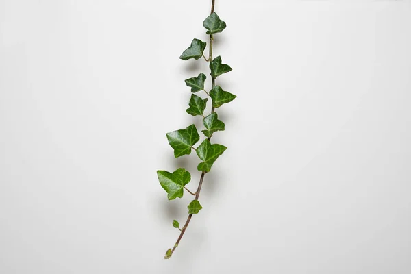 Detail Der Efeupflanze Isoliert Vor Weißem Hintergrund — Stockfoto