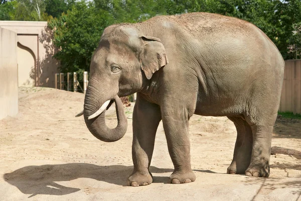 Азійський Слон Зоопарку — стокове фото