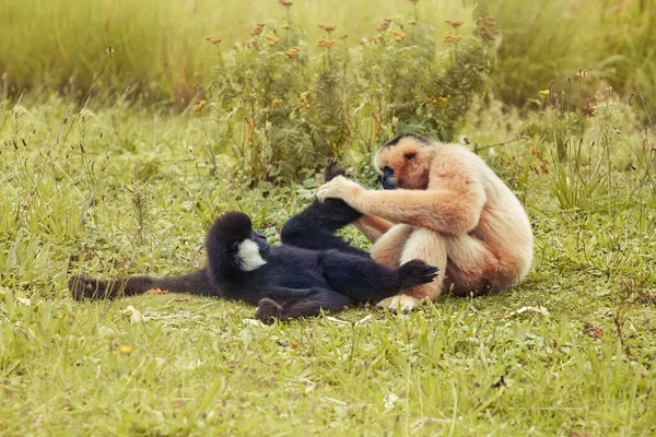 Twee Witte Hand Gibbons Spelen Het Gras Warm Licht — Stockfoto