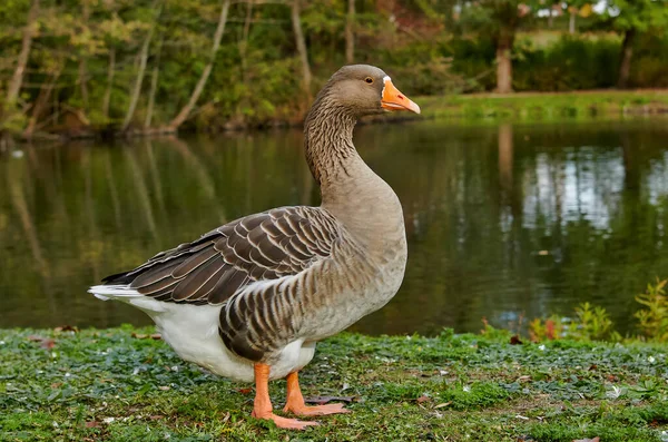 Göl kenarındaki bir parktaki kazın yakınına.