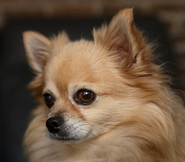 かなり茶色の女性Chihuahuaの閉鎖 — ストック写真