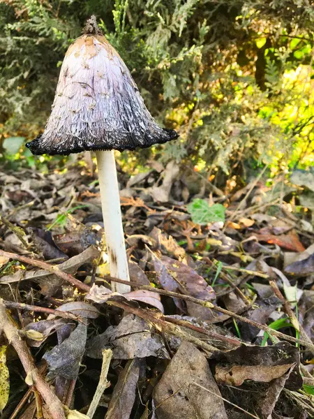 野生鳞片墨菇的宏观 — 图库照片