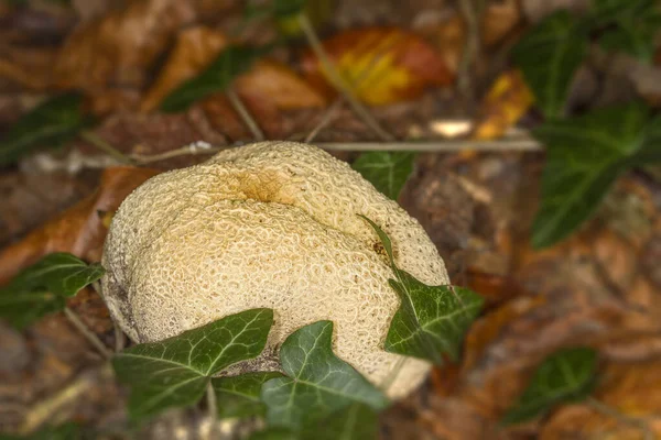 野生蘑菇的巨无霸 — 图库照片
