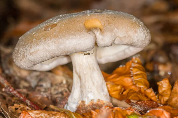 野生蘑菇的巨无霸 — 图库照片