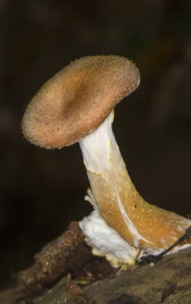 Macro Mushroom Wild — Stock Photo, Image