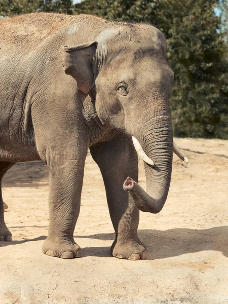 Primo Piano Elefante Asiatico Uno Zoo — Foto Stock