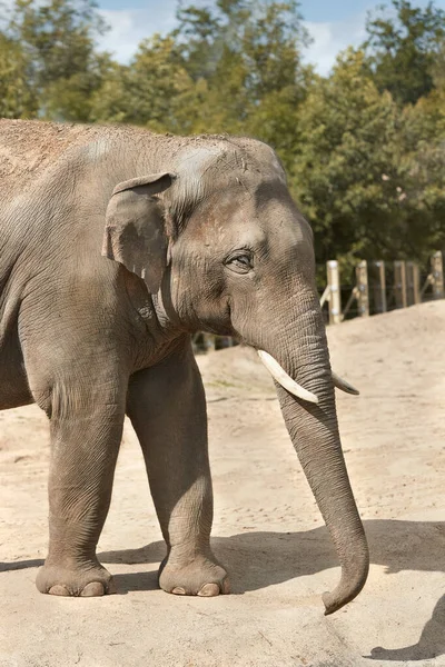 Крупный План Азиатского Слона Зоопарке — стоковое фото