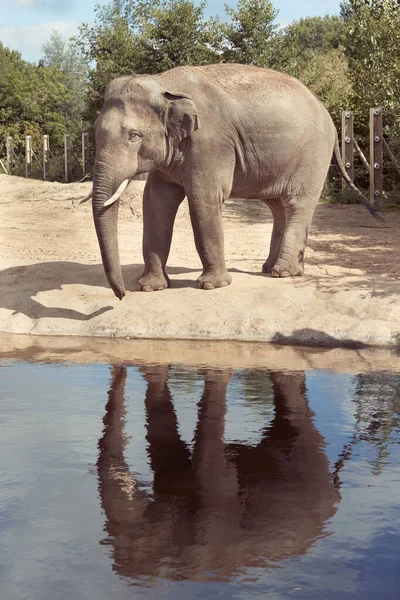 Primo Piano Elefante Asiatico Uno Zoo — Foto Stock