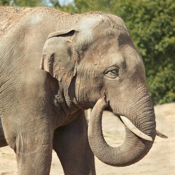 Primo Piano Elefante Asiatico Uno Zoo — Foto Stock