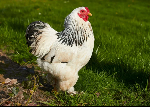 Close Portrait Sussex Chicken Grass — Stock Photo, Image