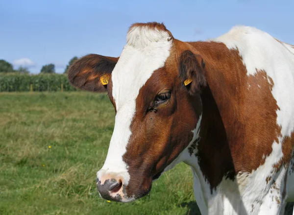 Detailní Záběr Hlavy Bílé Hnědé Krávy Pozadí Zelené Pastviny Modré — Stock fotografie