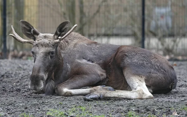 Szarvas Pihen Állatkertben — Stock Fotó