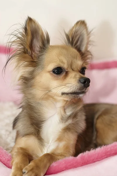 女性Chihuahuaペットの肖像画 — ストック写真