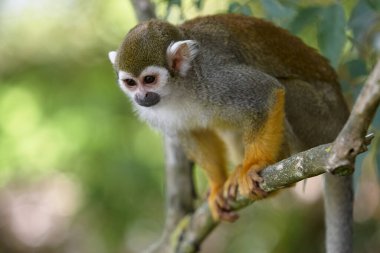 Saimiri sincap maymunu yeşil arka plana karşı hayvanat bahçesine yakın çekim yapıyor. 